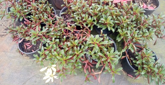 Landscaping — Kisii Site — image 3
