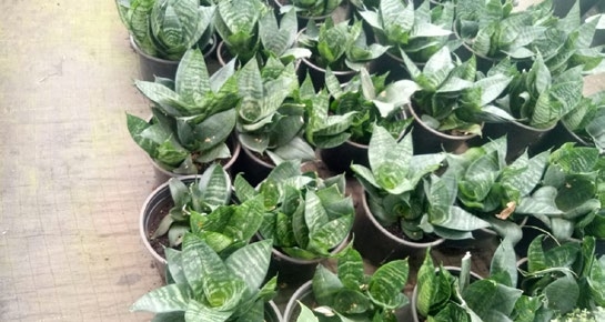 Landscaping — Kisii Site — image 4